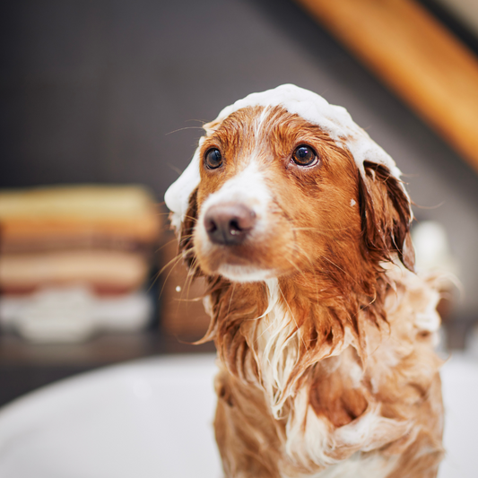 À quelle fréquence devrais je laver mon chien? Fourrure Et Compagnie