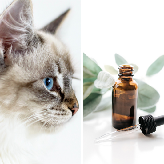 Quelles huiles essentielles sont toxiques pour les chats?