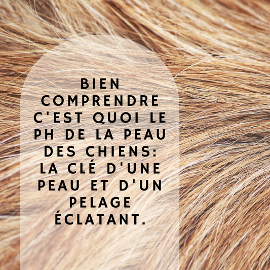 Bien comprendre c'est quoi le PH de la peau des chiens: la clé d'une peau et d'un pelage éclatant.