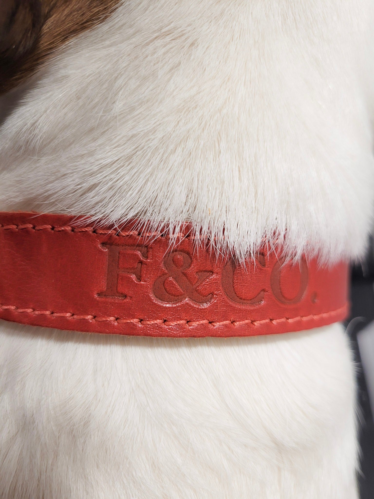 Collier en cuir rouge porté par un chien a poil blanc. Couture rouge et logo estampé.